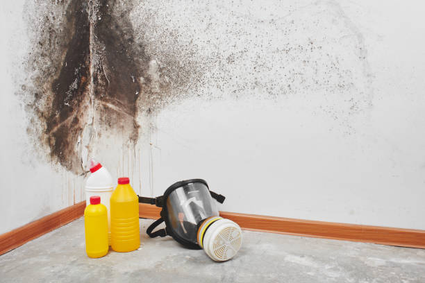 Best Certified Mold Removal  in Milpitas, CA