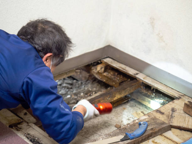 Milpitas, CA Mold Removal Company