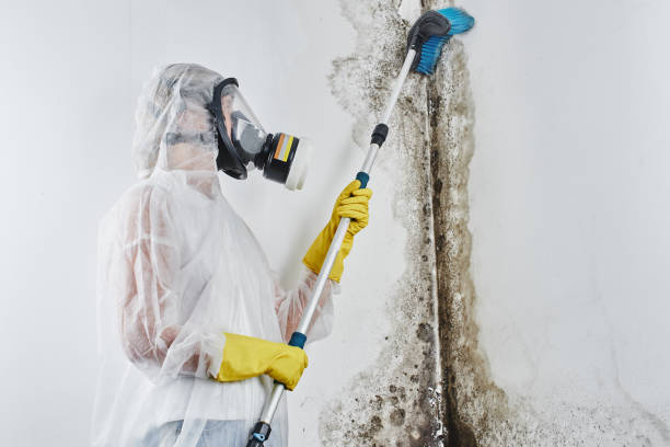 Best Attic Mold Removal  in Milpitas, CA