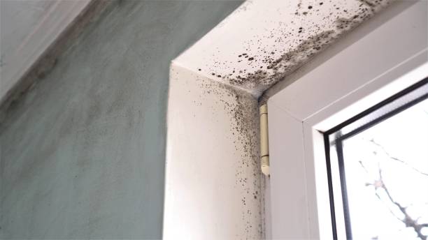 Best Toxic Mold Removal  in Milpitas, CA
