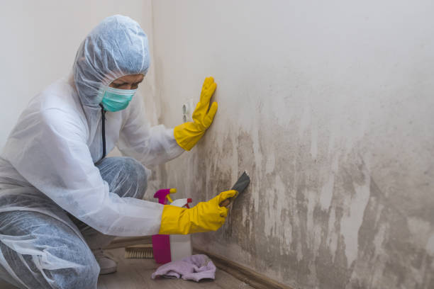 Best Mold Remediation Experts  in Milpitas, CA