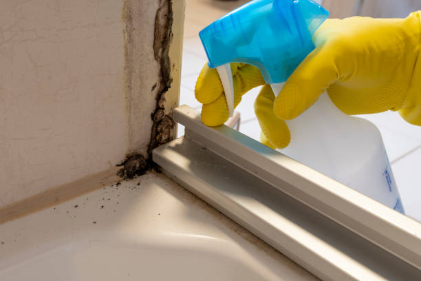 Best Fast Mold Removal  in Milpitas, CA