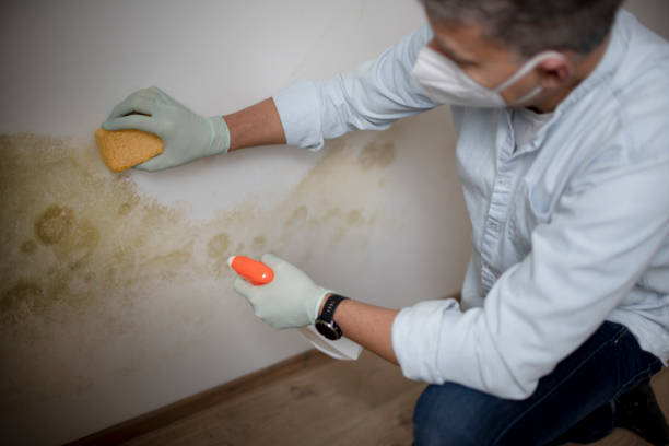 Milpitas, CA Mold Removal Company