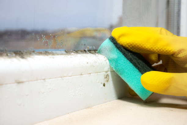 Best Local Mold Removal Service  in Milpitas, CA