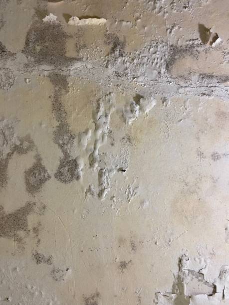 Best Home Mold Removal  in Milpitas, CA