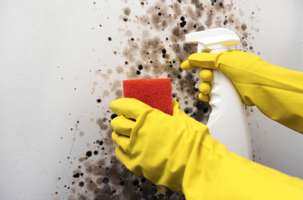 Best Black Mold Removal  in Milpitas, CA