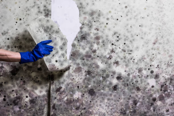 Best Black Mold Removal  in Milpitas, CA