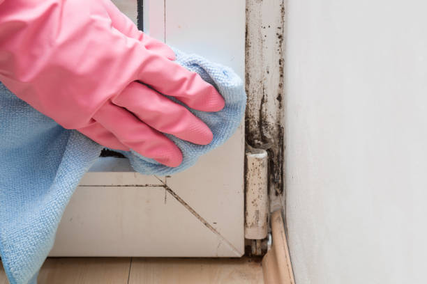 Best Local Mold Removal Service  in Milpitas, CA