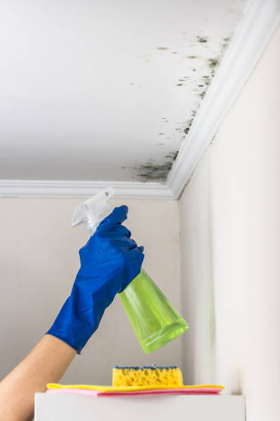 Best Residential Mold Removal  in Milpitas, CA